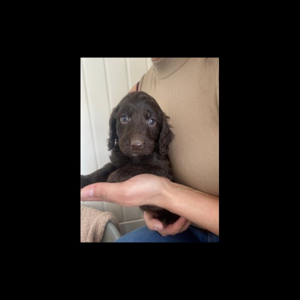 Cockapoo - Both