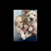 Cockapoo - Both