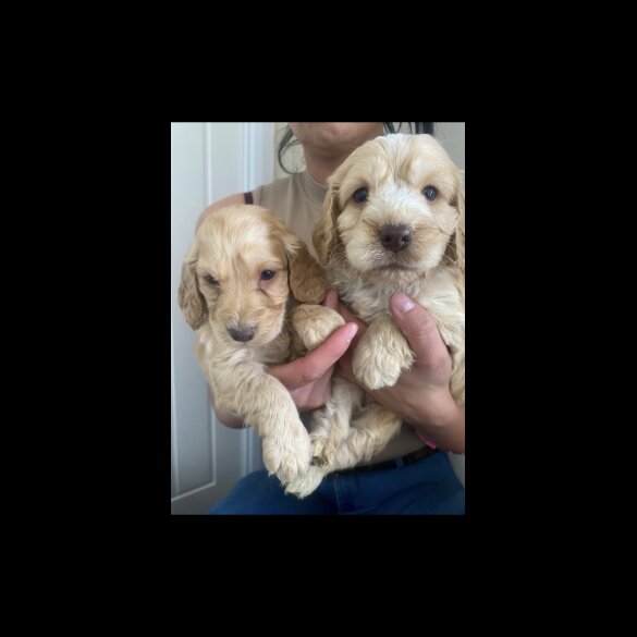 Cockapoo - Both