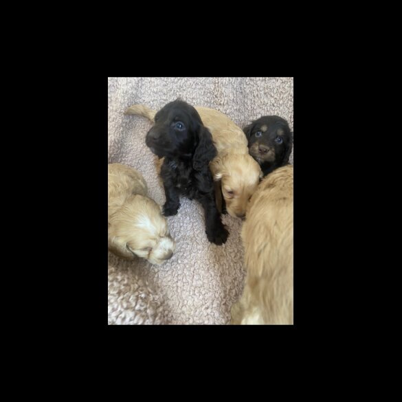 Cockapoo - Both