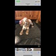 Cockapoo - Both