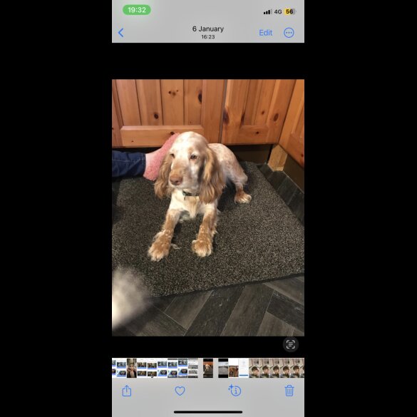 Cockapoo - Both