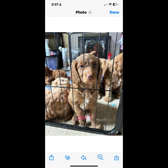 Cockapoo - Dogs