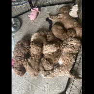 Cockapoo - Dogs