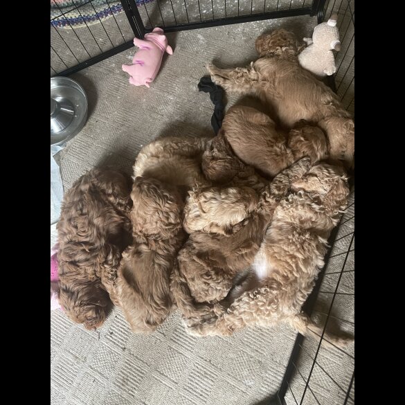 Cockapoo - Dogs