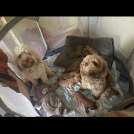 Cockapoo - Dogs