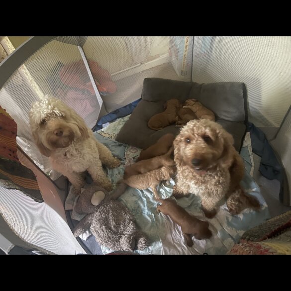 Cockapoo - Dogs