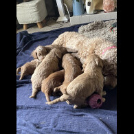 Cockapoo - Dogs