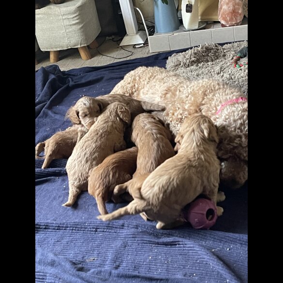 Cockapoo - Dogs
