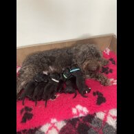 Cockapoo - Both