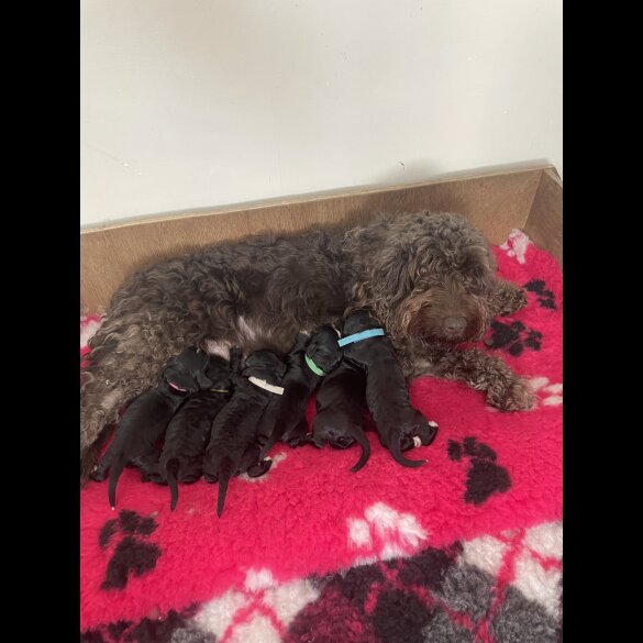Cockapoo - Both