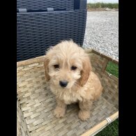 Cockapoo - Both