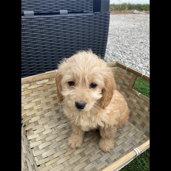 Cockapoo - Both