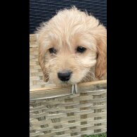 Cockapoo - Both
