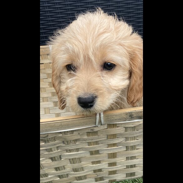 Cockapoo - Both