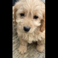 Cockapoo - Both