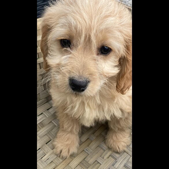 Cockapoo - Both