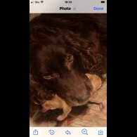 Cockapoo - Both