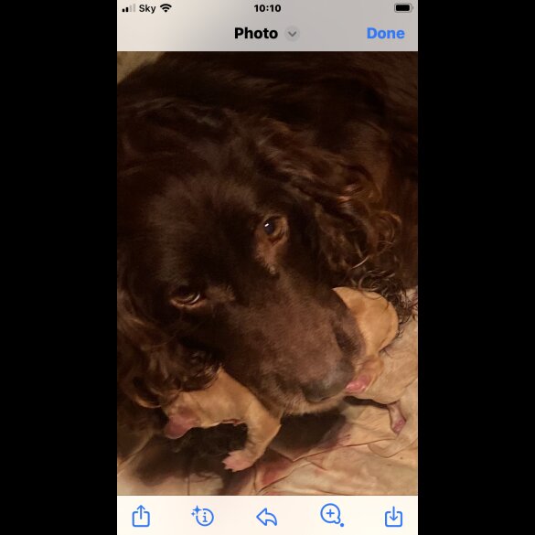 Cockapoo - Both
