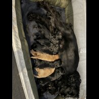 Cockapoo - Both