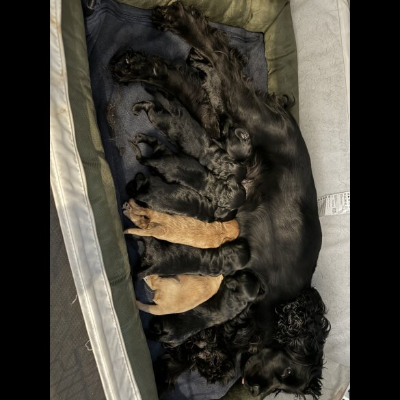 Cockapoo - Both