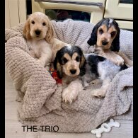 Cocker Spaniel (Working &amp; Show) - Both