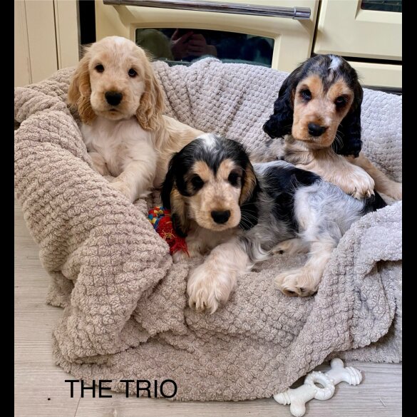 Cocker Spaniel (Working &amp; Show) - Both