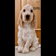 Cocker Spaniel (Working &amp; Show) - Both