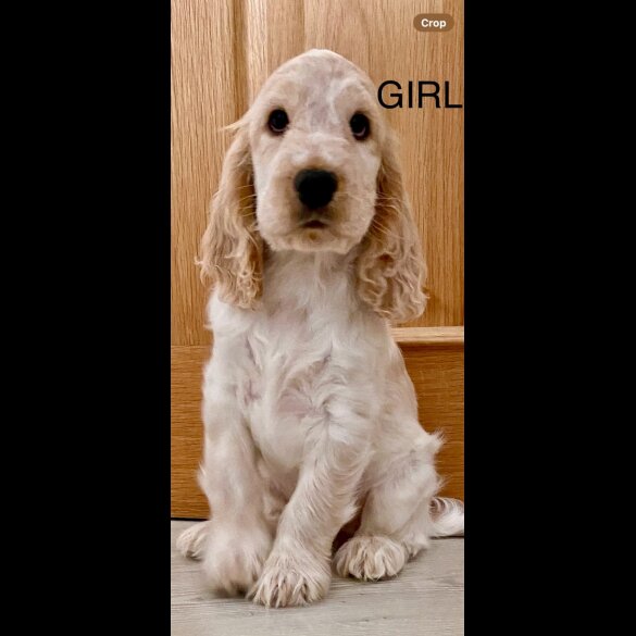 Cocker Spaniel (Working &amp; Show) - Both