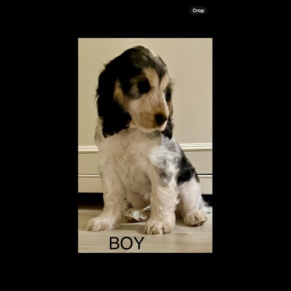 Cocker Spaniel (Working &amp; Show) - Both