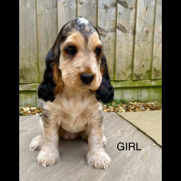 Cocker Spaniel (Working &amp; Show) - Both