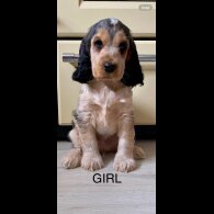 Cocker Spaniel (Working &amp; Show) - Both