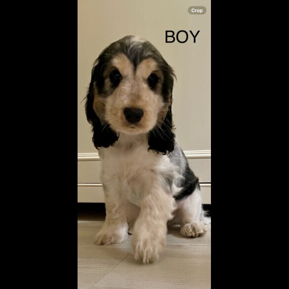Cocker Spaniel (Working &amp; Show) - Both