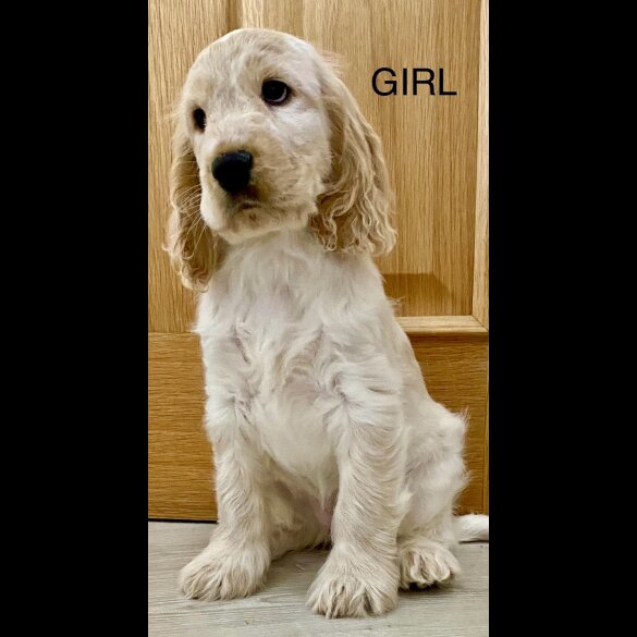 Cocker Spaniel (Working &amp; Show) - Both