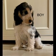Cocker Spaniel (Working &amp; Show) - Both