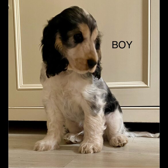 Cocker Spaniel (Working &amp; Show) - Both