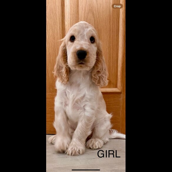 Cocker Spaniel (Working &amp; Show) - Both