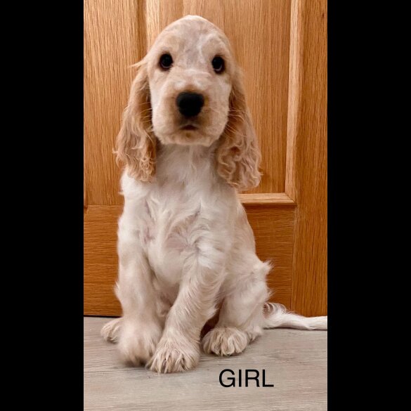 Cocker Spaniel (Working &amp; Show) - Both