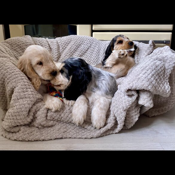 Cocker Spaniel (Working &amp; Show) - Both