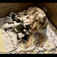 Cocker Spaniel (Working &amp; Show) - Both
