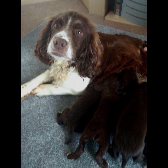 Cocker Spaniel (Working &amp; Show) - Both