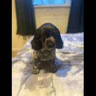 Cocker Spaniel (Working &amp; Show) - Both