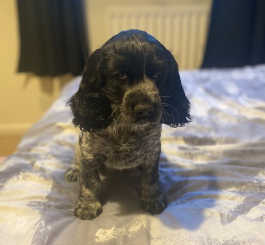 Cocker Spaniel (Working &amp; Show)