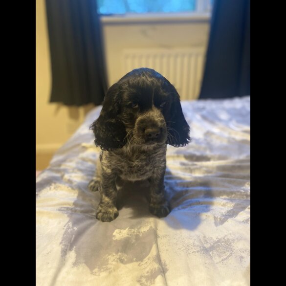 Cocker Spaniel (Working &amp; Show) - Both