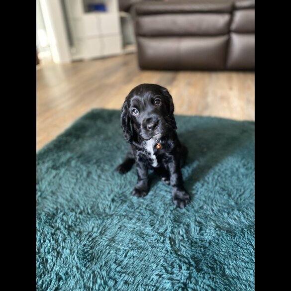 Cocker Spaniel (Working &amp; Show) - Both