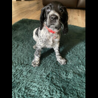 Cocker Spaniel (Working &amp; Show) - Both