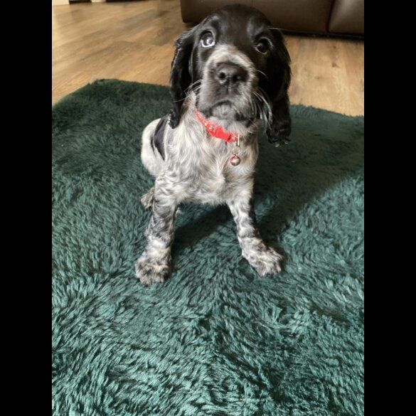 Cocker Spaniel (Working &amp; Show) - Both