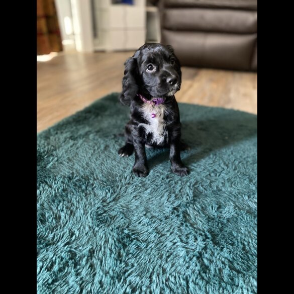 Cocker Spaniel (Working &amp; Show) - Both