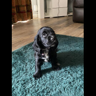 Cocker Spaniel (Working &amp; Show) - Both