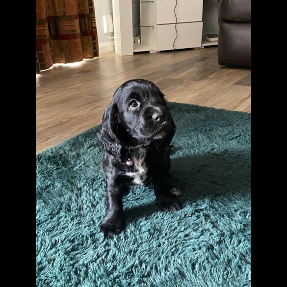 Cocker Spaniel (Working &amp; Show) - Both